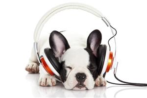 French Bulldog with headphones 